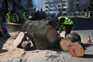 Бургас - Изсичане на 100 г.дървета