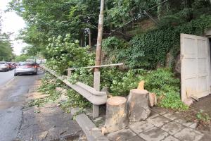 София - След бурята паднало дърво