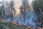 София - Гасене на пожари от горски служители