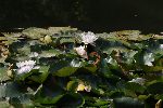 Водни лилии радват с цветовете си в парк „Кайлъка“