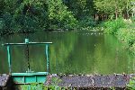 Плевен - Водни лилии в парк "Кайлъка"
