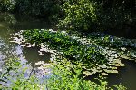 Плевен - Водни лилии в парк "Кайлъка"