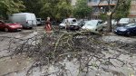 София - Паднало дърво върху автомобил в кв.Стрелбище