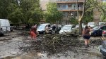 София - Паднало дърво върху автомобил в кв.Стрелбище