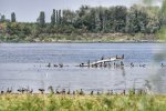 Гиген - Дунав в района на  основите на Константиновия мост