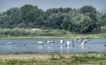 Река Дунав  в района на село Гиген се е отдръпнала с  поне  300 метра от  брега
