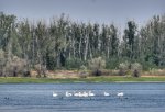 Река Дунав  в района на село Гиген се е отдръпнала с  поне  300 метра от  брега
