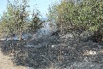 Запалени треви в София вдигнаха на крак пожарната и граждани
