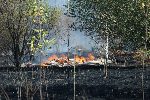 София - Запалени треви