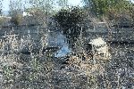 София - Запалени треви