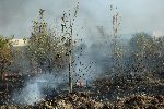 София - Запалени треви