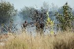 София - Запалени треви