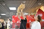 Пловдив е домакин на международна изложба на котки