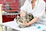 Пловдив - Международна изложба на котки "GRAND MEET TICA"