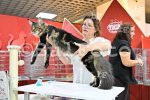 Пловдив - Международна изложба на котки "GRAND MEET TICA"
