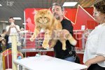 Пловдив - Международна изложба на котки "GRAND MEET TICA"