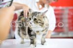 Пловдив - Международна изложба на котки "GRAND MEET TICA"