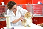 Пловдив - Международна изложба на котки "GRAND MEET TICA"