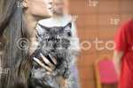 Пловдив - Международна изложба на котки "GRAND MEET TICA"