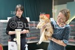 Пловдив - Международна изложба на котки "GRAND MEET TICA"