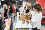 Пловдив - Международна изложба на котки "GRAND MEET TICA"