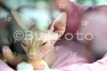 Пловдив - Международна изложба на котки "GRAND MEET TICA"