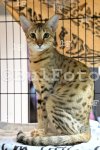Пловдив - Международна изложба на котки "GRAND MEET TICA"