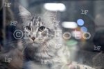 Пловдив - Международна изложба на котки "GRAND MEET TICA"
