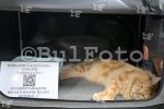 Пловдив - Международна изложба на котки "GRAND MEET TICA"
