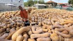 Горски извор - тикви