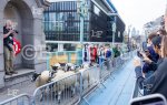 Лондон – 50 овце на мост в града