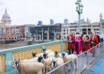 Лондон – 50 овце на мост в града