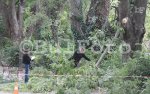 Клон се стовари върху трима в Морската градина във Варна