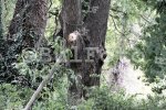 Варна - Голям клон падна върху хора