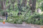 Варна - Голям клон падна върху хора