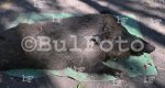 Исперих - Голям Поровец-  Улов на 250 кг глиган