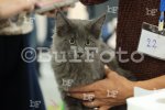 София - Международна изложба на котки в The Mall