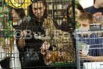 София - Международна изложба на котки в The Mall
