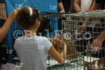 София - Международна изложба на котки в The Mall