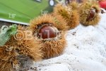 Село Коларово, община Петрич - Фестивал на кестена