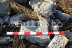 Видин - Археологически находки