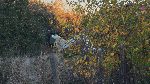 с. Бохот - Разбил се самолет