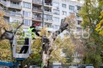 София - Отстраняване на дървесна растителност в кв.Надежда