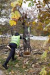 София - Отстраняване на дървесна растителност в кв.Надежда