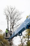 София - Отстраняване на дървесна растителност в кв.Надежда