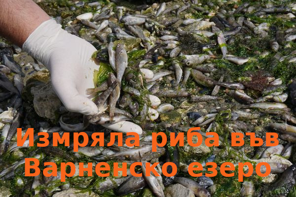 Тонове измряла риба във варненското езеро