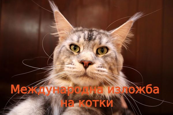 Маркови писани радват варненци и жури на изложба