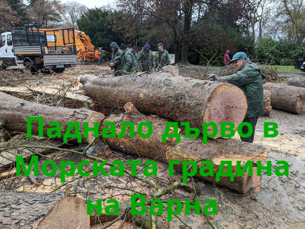 Паднало дърво прекъсна водопровод в Морската градина на Варна