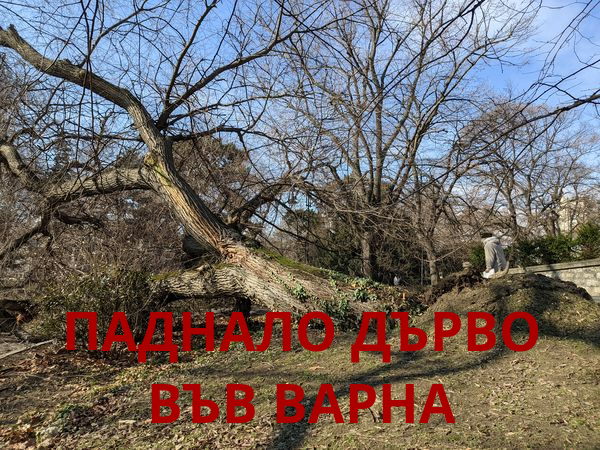 Огромно дърво се стовари на входа на морската градина във Варна