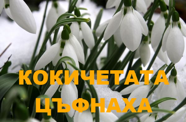 Кокичетата нацъфтяха